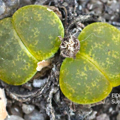 насіння lithops lesliei Albinica seeds