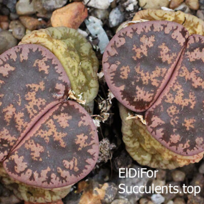 насіння lithops lesliei best seeds