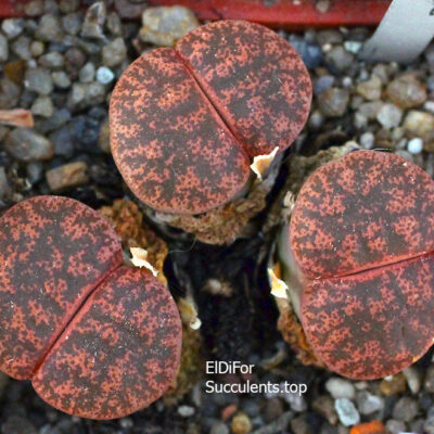 насіння lithops lesliei C6 seeds