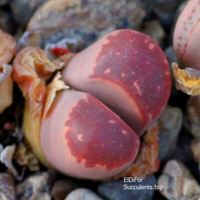 насіння lithops olivacea red olive seeds