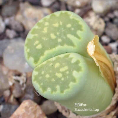 насіння lithops salicola malachite seeds