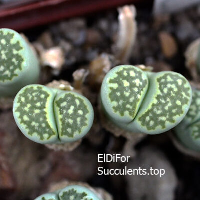 насіння lithops salicola malachite x fuller green seeds