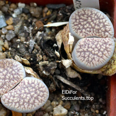 насіння lithops verruculosa glabra seeds