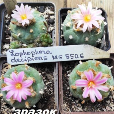 lophophora decipiens - насіння, порція 25 шт