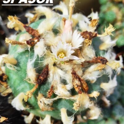 lophophora diffusa  - насіння, порція 25 шт