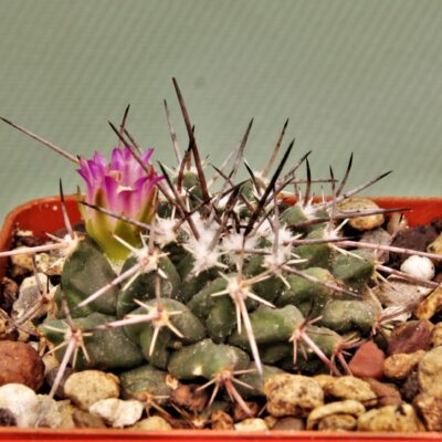 Mammillaria-jalapensis-1.