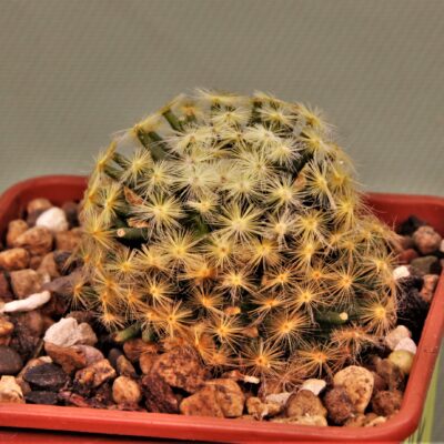 Mammillaria-schiedeana