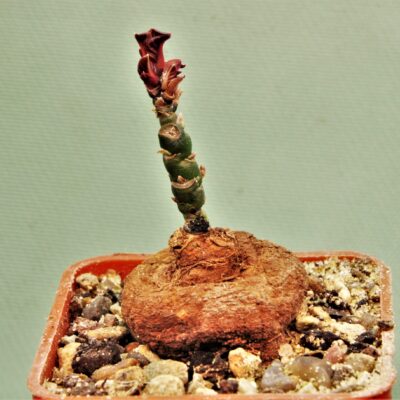 Monadenium-aff.-orobanchoides-ludewa-tanzania-1.