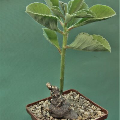 Monadenium-echinulatum-ES22636-Dodoma-prov.-Tanzania-1