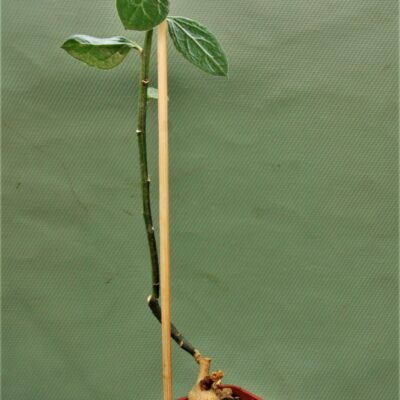 monadenium-invenustum-2