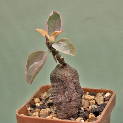 Monadenium-orobanchoides-kipili-tanzania-2