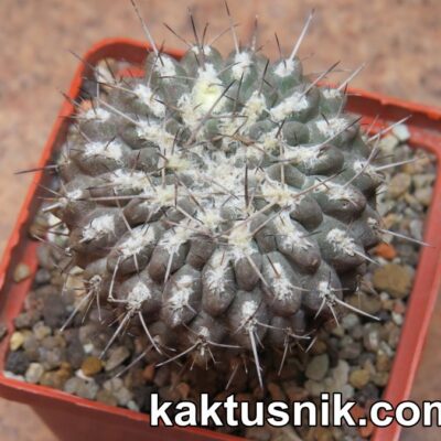 neochilenia-aff.-setosiflora-choros-bajos-