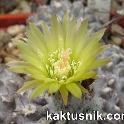 7558 Neochilenia aff. setosiflora -Choros Bajos-