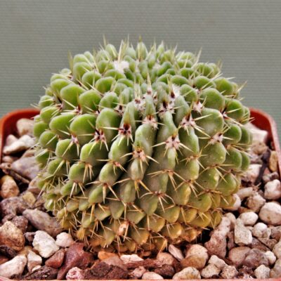 Notocactus-buiningi-1.