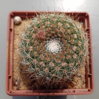 Notocactus elegans