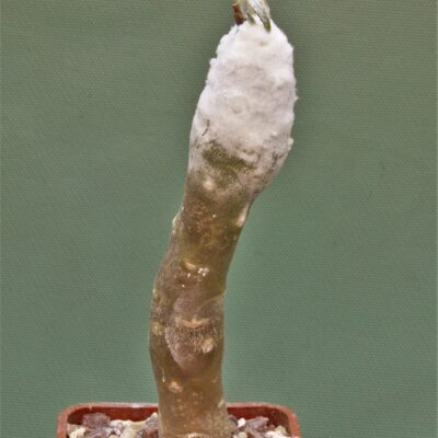 Othonna-cremnophila-1