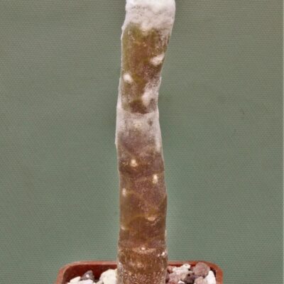 Othonna-cremnophila-2