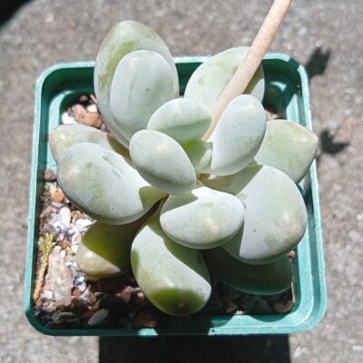 Pachyphytum oviferum