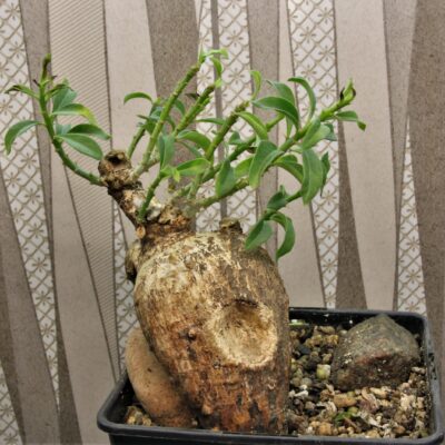 Pachypodium-bispinosum.