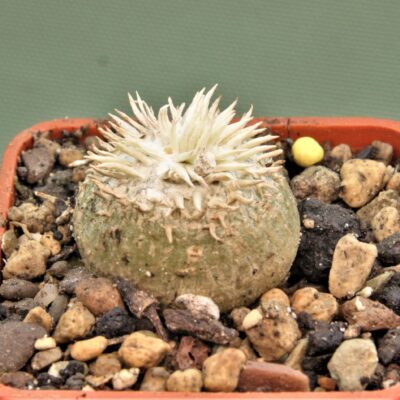 pachypodium-brevicaule-6.