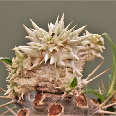 Pachypodium-brevicaule-graft-1m.