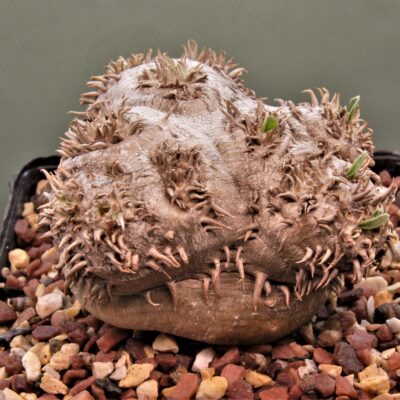 Pachypodium-brevicaule-graft-2