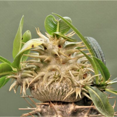 Pachypodium-brevicaule-ssp.leucoxanthum-4. Белые цветы