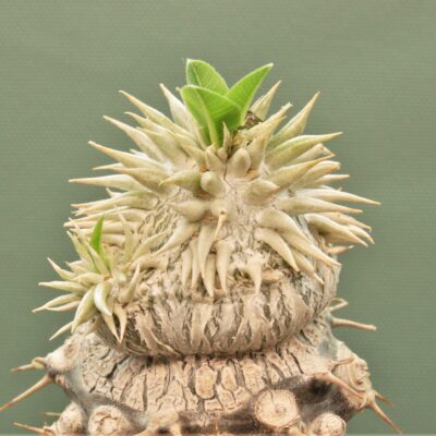 Pachypodium-brevicaule-ssp.leucoxanthum-5. Белые цветы