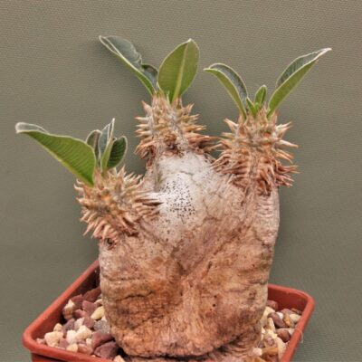 Pachypodium-eburneum-2