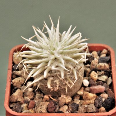 pachypodium-enigmaticum-new-species-mandoto-madagascar-2.-Novinka