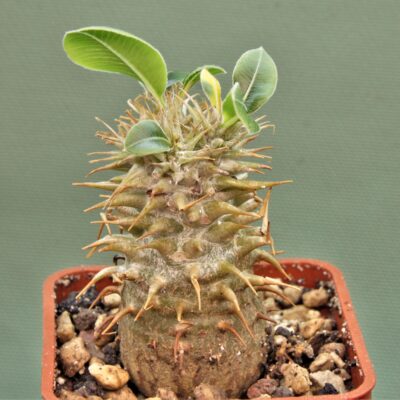 pachypodium-makaense-madagascar-2