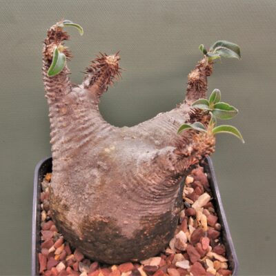 Pachypodium-makayense-Madagascar-2