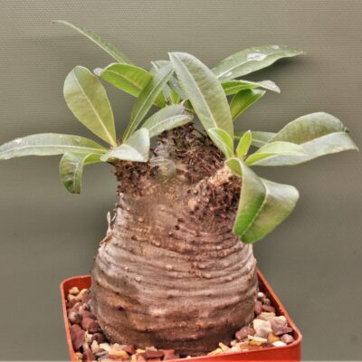 Pachypodium-makayense-Madagascar-3