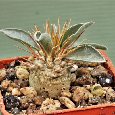 pachypodium-namaguanum-10