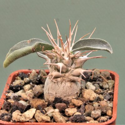 pachypodium-namaguanum-5.
