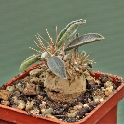 pachypodium-namaguanum-9.