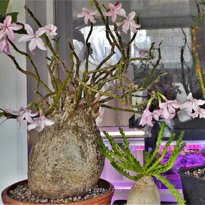 Pachypodium-succulentum-1-