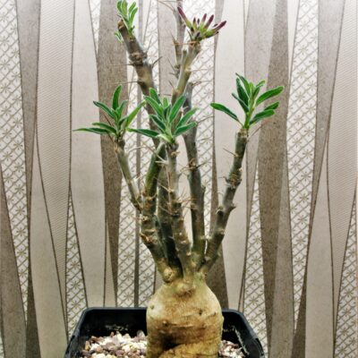 Pachypodium-succulentum-2