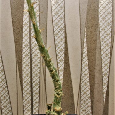 Pachypodium-succulentum-3