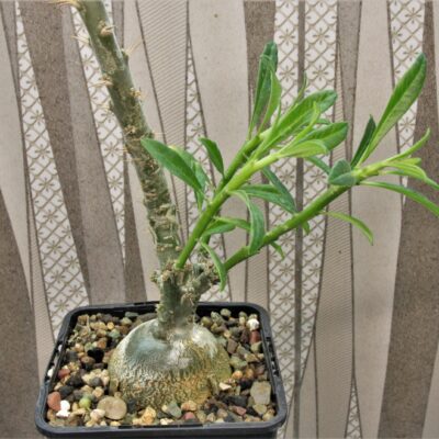 Pachypodium-succulentum-3.