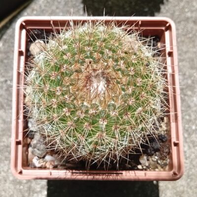 Parodia elegans