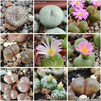 насміння conophytum mix 30 seeds