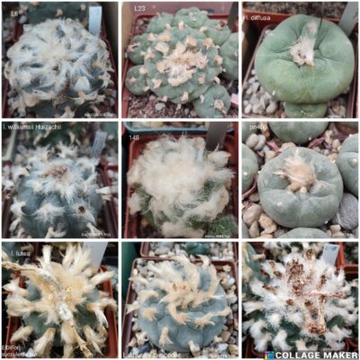 насіння lophophora 30 mix seeds