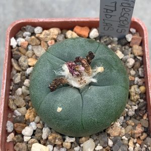 Lophophora viridescens GM 360 (Las ‘Tablas’ SLP)