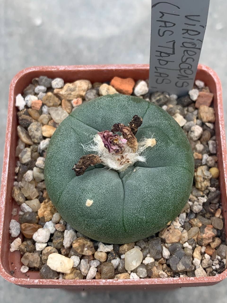 Lophophora viridescens GM 360 (Las ‘Tablas’ SLP)