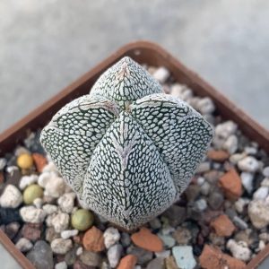 Astrophytum myriostigma cv. Onzuka