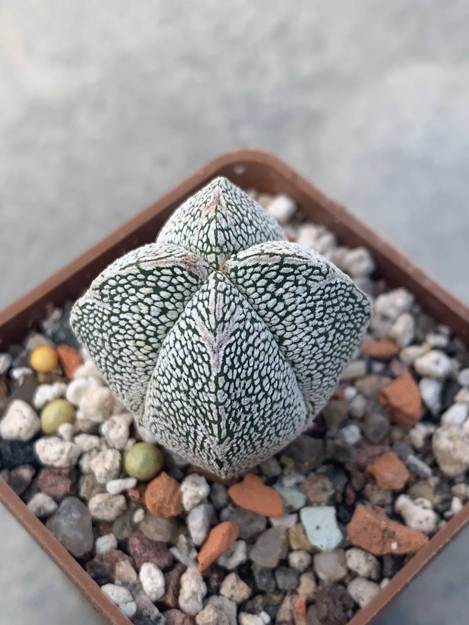 Astrophytum myriostigma cv. Onzuka