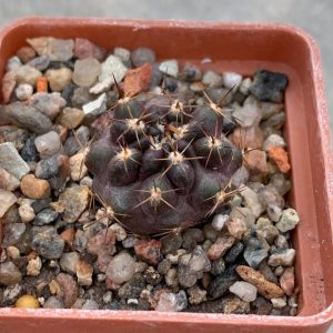 Horridocactus tubericulcatus