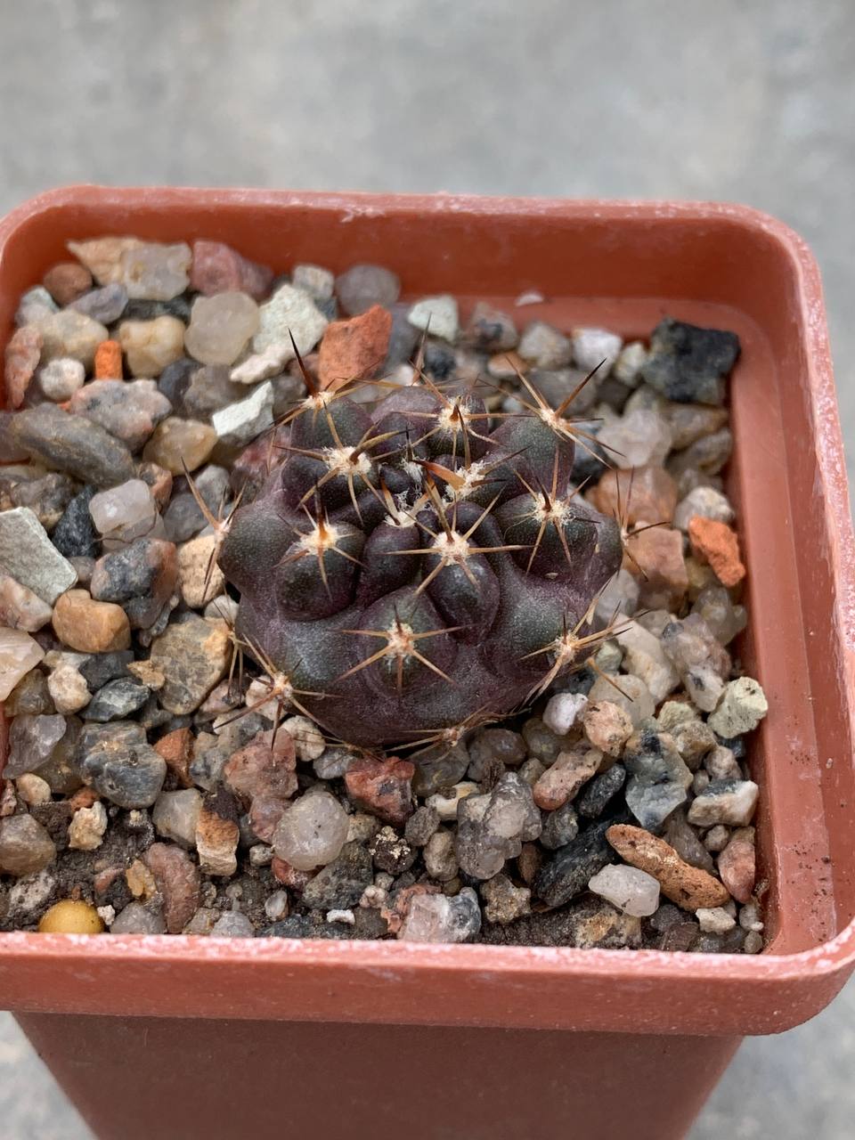 Horridocactus tubericulcatus