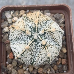 Astrophytum asterias hybr Pavlica